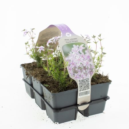 Phlox subulata 'Candy Stripes'