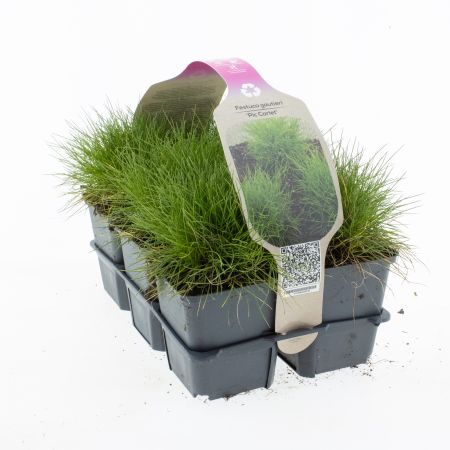 Festuca gautieri 'Pic Carlit'