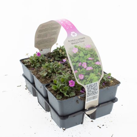 Erodium variabile 'Bishops Form'